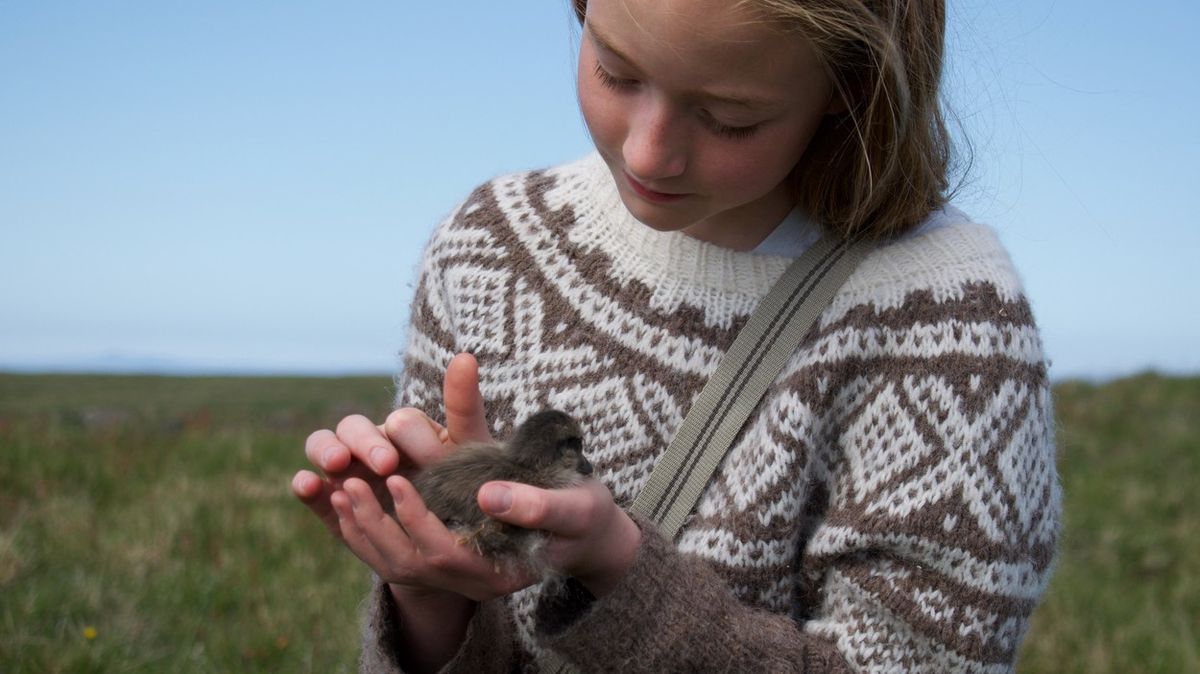 Hnízdí na Islandu a pokrývky z jejího peří patří k nejdražším na světě